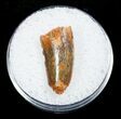 Dromaeosaur Tooth From Morocco #3325-1